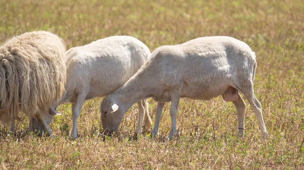 Sardische Schafe Weiden Auf Den Grünen Wiesen Der Campidano Ebene — Stockfoto