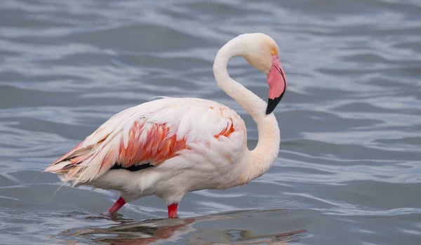 Rosa Flamingos Deras Naturliga Ekosystem — Stockfoto