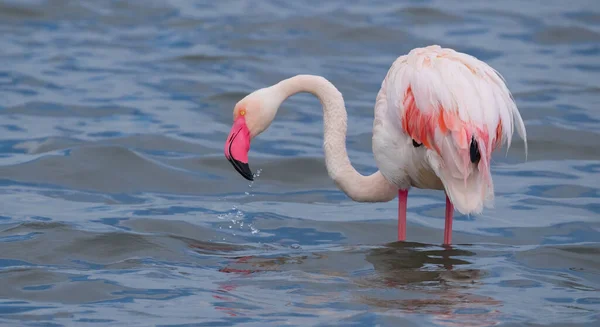 Roze Flamingo Hun Natuurlijke Ecosysteem — Stockfoto