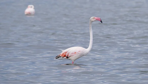 Roze Flamingo Hun Natuurlijke Ecosysteem — Stockfoto