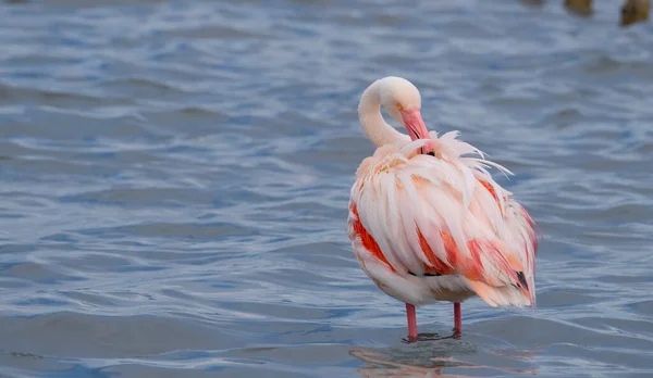 Roze Flamingo Hun Natuurlijke Ecosysteem — Stockfoto