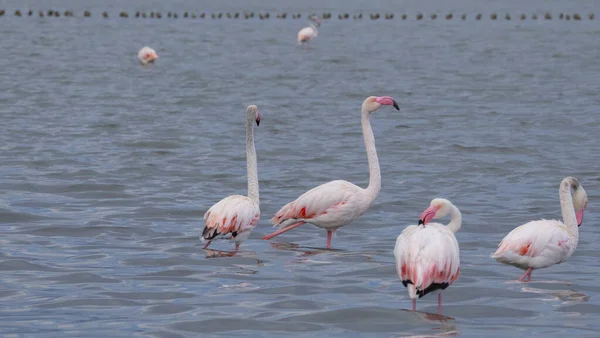 Рожеві Фламінго Природній Екосистемі — стокове фото