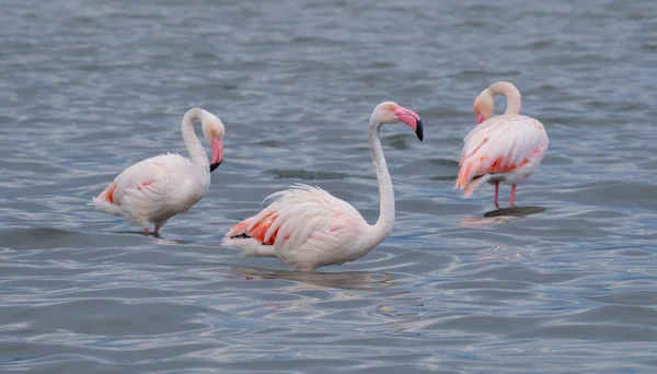 Рожеві Фламінго Природній Екосистемі — стокове фото