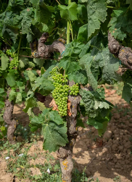 Vinhas Carignano Cannonau Vinho Santadi Sul Sardenha — Fotografia de Stock