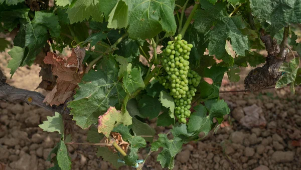 Wijngaarden Van Carignano Cannonau Wijn Santadi Zuid Sardinië — Stockfoto