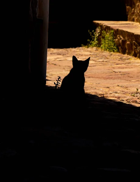 Silhueta Gato Que Protege Calor Verão — Fotografia de Stock