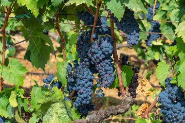 Carignano üzüm bağları ve Vermenitno şarabı, Santadi, Güney Sardunya