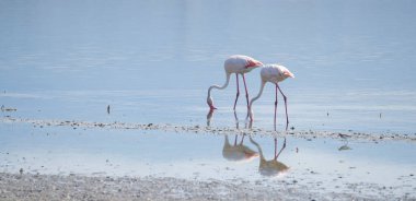 Pembe flamingo doğal ortamında dinleniyor.