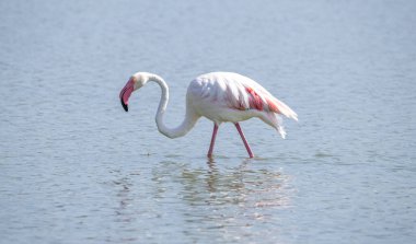 Pembe flamingo doğal ortamında dinleniyor.