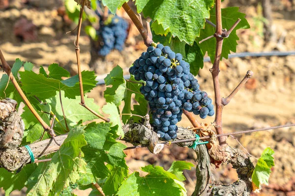 Vinhas Carignano Vinho Vermenitno Santadi Sul Sardenha — Fotografia de Stock