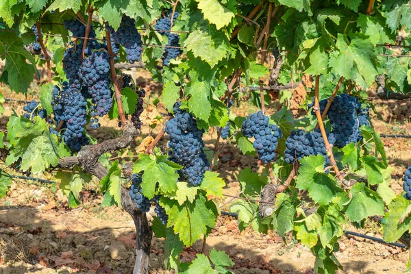 Szőlőültetvények Carignano Vermenitno Bor Santadi Dél Szardínia — Stock Fotó