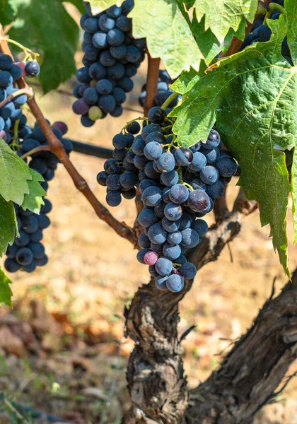 Vinice Carignano Vermenitno Víno Santadi Jižní Sardinie — Stock fotografie