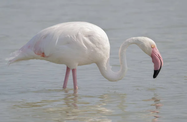 Roze Flamingo Ontspannen Natuurlijke Omgeving — Stockfoto