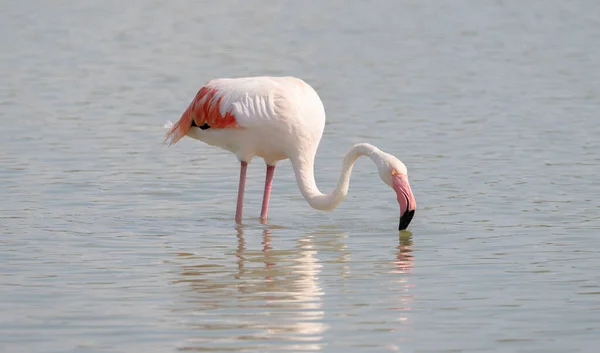 Różowy Flamingo Relaks Swoim Naturalnym Środowisku — Zdjęcie stockowe