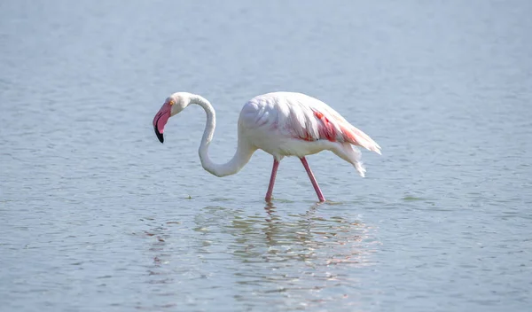 Pembe Flamingo Doğal Ortamında Dinleniyor — Stok fotoğraf
