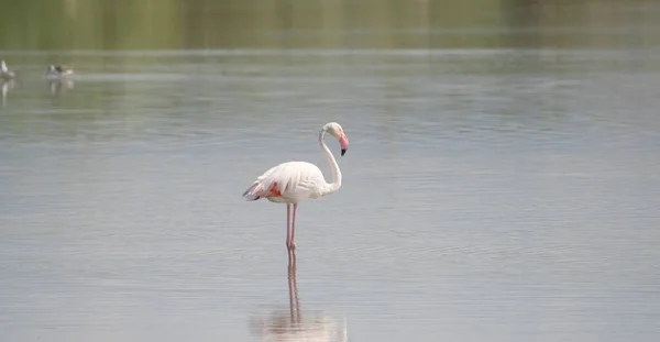 粉红火烈鸟在自然环境中的放松 — 图库照片