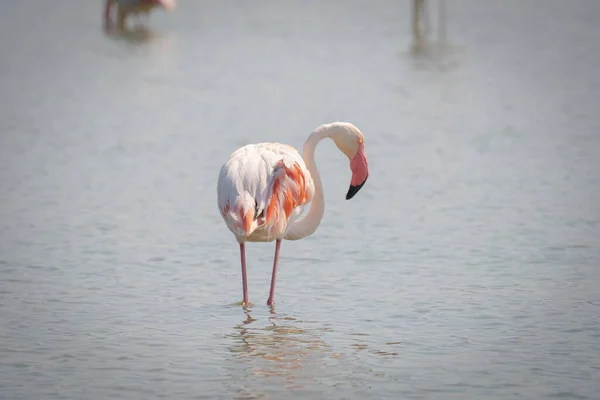 粉红火烈鸟在自然环境中的放松 — 图库照片