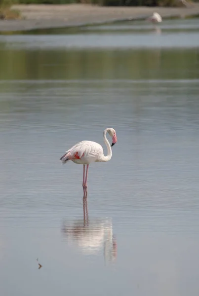 Rózsaszín Flamingo Pihentető Természetes Környezetben — Stock Fotó