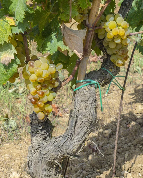 Carignano Üzüm Bağları Vermenitno Şarabı Santadi Güney Sardunya — Stok fotoğraf