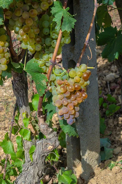 Vinice Carignano Vermenitno Víno Santadi Jižní Sardinie — Stock fotografie