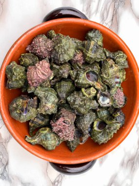 Freshly harvested bocconi sea snails resting in a rustic terracotta bowl