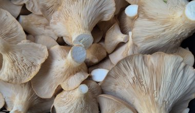 Doğal Doku ve Detaylı Taze İstiridye Mantarları