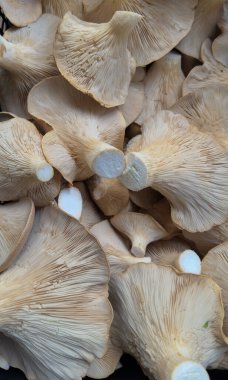 Doğal Doku ve Detaylı Taze İstiridye Mantarları