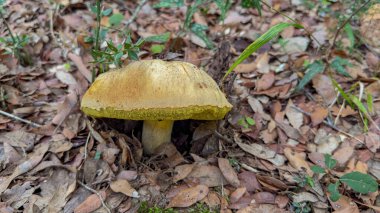 Sonbahar Yaprakları Arasında Orman Zemininde Büyüyen Vahşi Mantar