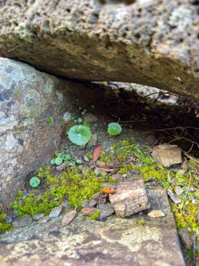 Sardunya 'daki Su Tempiesu kutsal sahasında eski taş duvarda yetişen yeşil eğreltiotu.