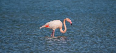 Pembe Flamingo Sığ Göl Sularında Duruyor