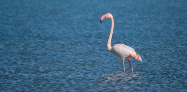 Pembe Flamingo Sığ Göl Sularında Duruyor