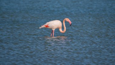 Pembe Flamingo Sığ Göl Sularında Duruyor