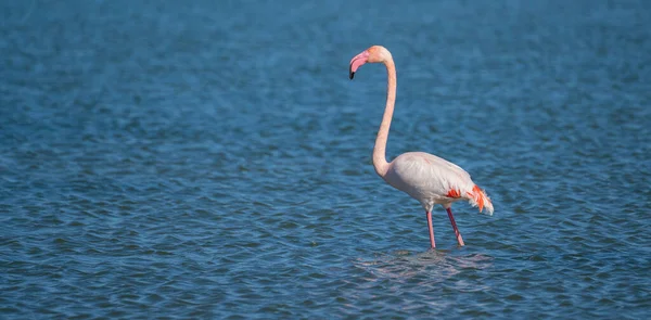 Pembe Flamingo Sığ Göl Sularında Duruyor
