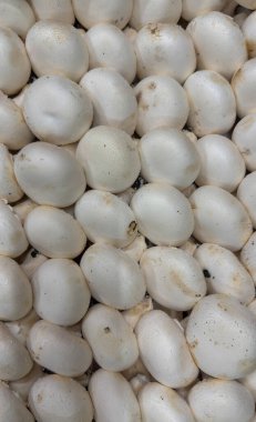 Taze beyaz mantarları kapatın. Doğal organik gıda arka planı.