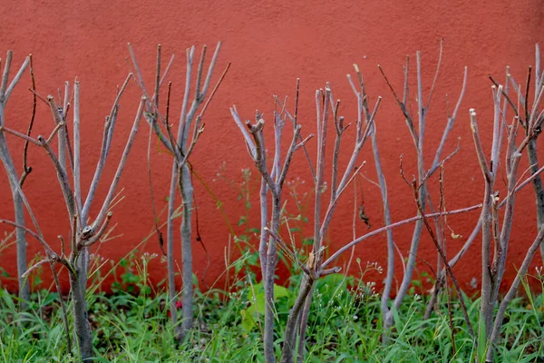 dry branch stick of plant with green small leaf with red background of red wall