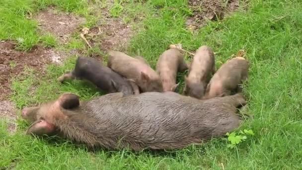 Asian Domestic Pig Feeding Her Young Piglet — Stock Video