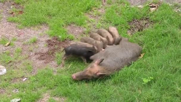 Asian Domestic Pig Feeding Her Young Piglet — Stock Video
