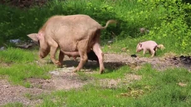 Asian Domestic Pig Looking Food Her Piglet — Stock Video