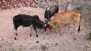Asyalı (Hindistan) ineklerin kavga görüntüleri