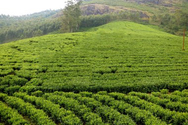 Kerala Hindistan 'daki çay tarlası (çay bahçesi) manzarası