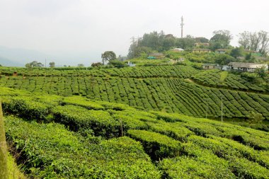 Kerala Hindistan 'daki çay tarlası (çay bahçesi) manzarası