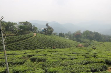 Kerala Hindistan 'daki çay tarlası (çay bahçesi) manzarası