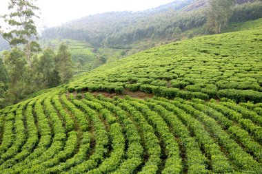 Kerala Hindistan 'daki çay tarlası (çay bahçesi) manzarası
