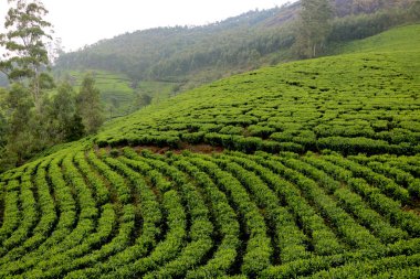 Kerala Hindistan 'daki çay tarlası (çay bahçesi) manzarası