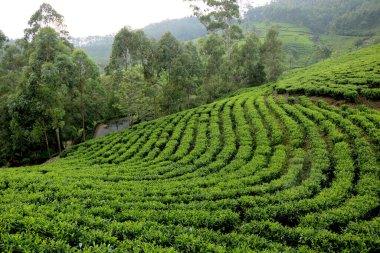 Kerala Hindistan 'daki çay tarlası (çay bahçesi) manzarası