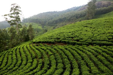 Kerala Hindistan 'daki çay tarlası (çay bahçesi) manzarası