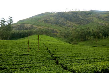 Kerala Hindistan 'daki çay tarlası (çay bahçesi) manzarası