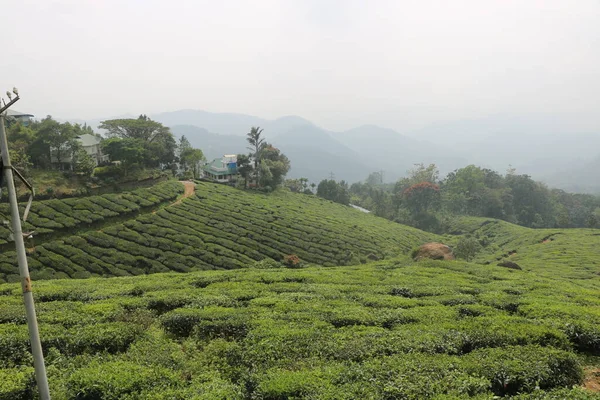 Вид Чайной Плантации Чайного Сада Керала Индия — стоковое фото