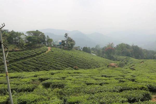 Kerala Hindistan 'daki çay tarlası (çay bahçesi) manzarası