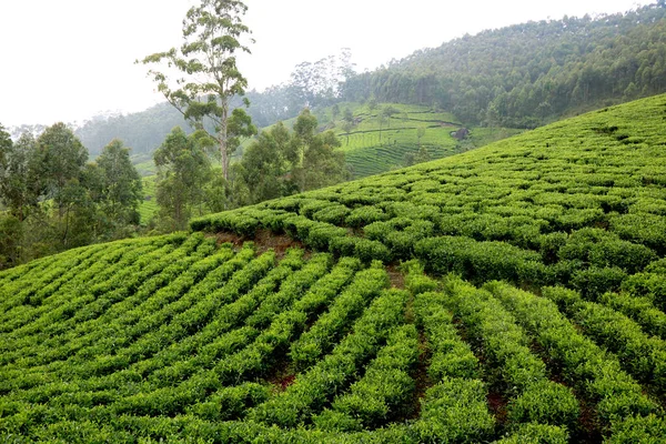 Kerala Hindistan 'daki çay tarlası (çay bahçesi) manzarası
